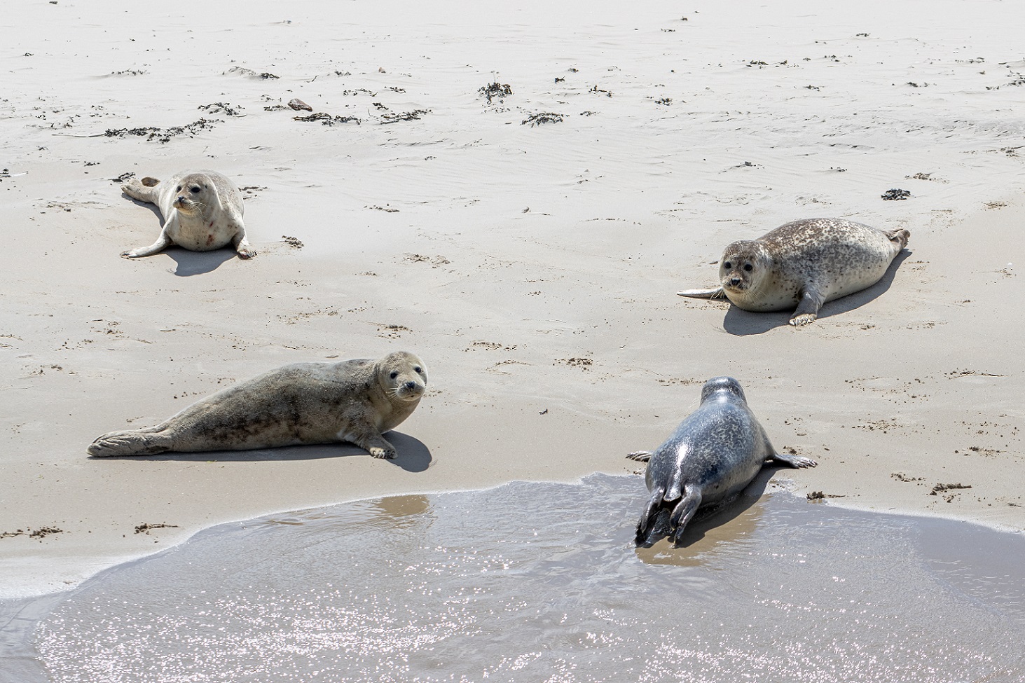 Waddeneilanden zeehonden strand wad wadlopen greenwheels